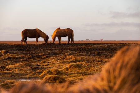马,草原,动物,自然风光,国外,生物,天空,冰岛