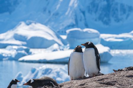 南极,企鹅,自然风光,冰川,湖泊,海洋,动物,哺乳动物