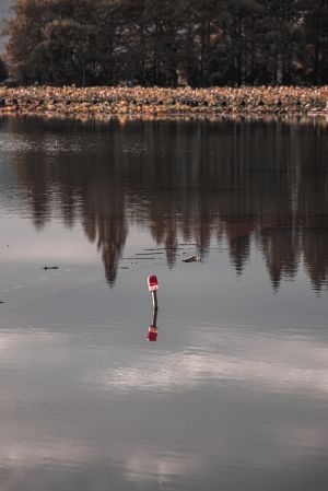 自然风光,生物,植物,树木,树林,江河