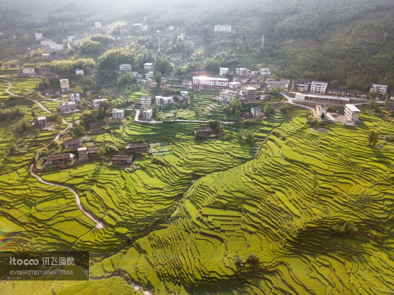 植物,成片种植,江岭