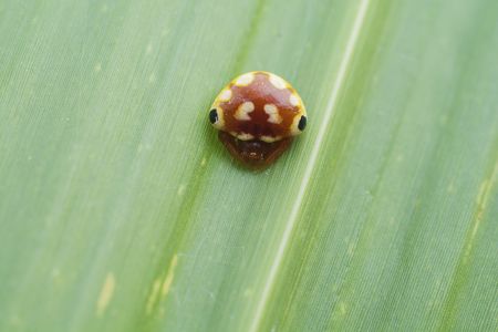 昆虫,微距,节肢动物,生物,动物,特写