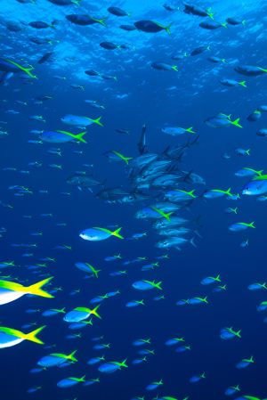 海底世界,鱼群,自然风光,海洋,动物,鱼类
