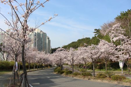韩国,春天,花,公园,城镇,道路,建筑,树木,林区道路,植物,生物,天空,街道,樱花盛开