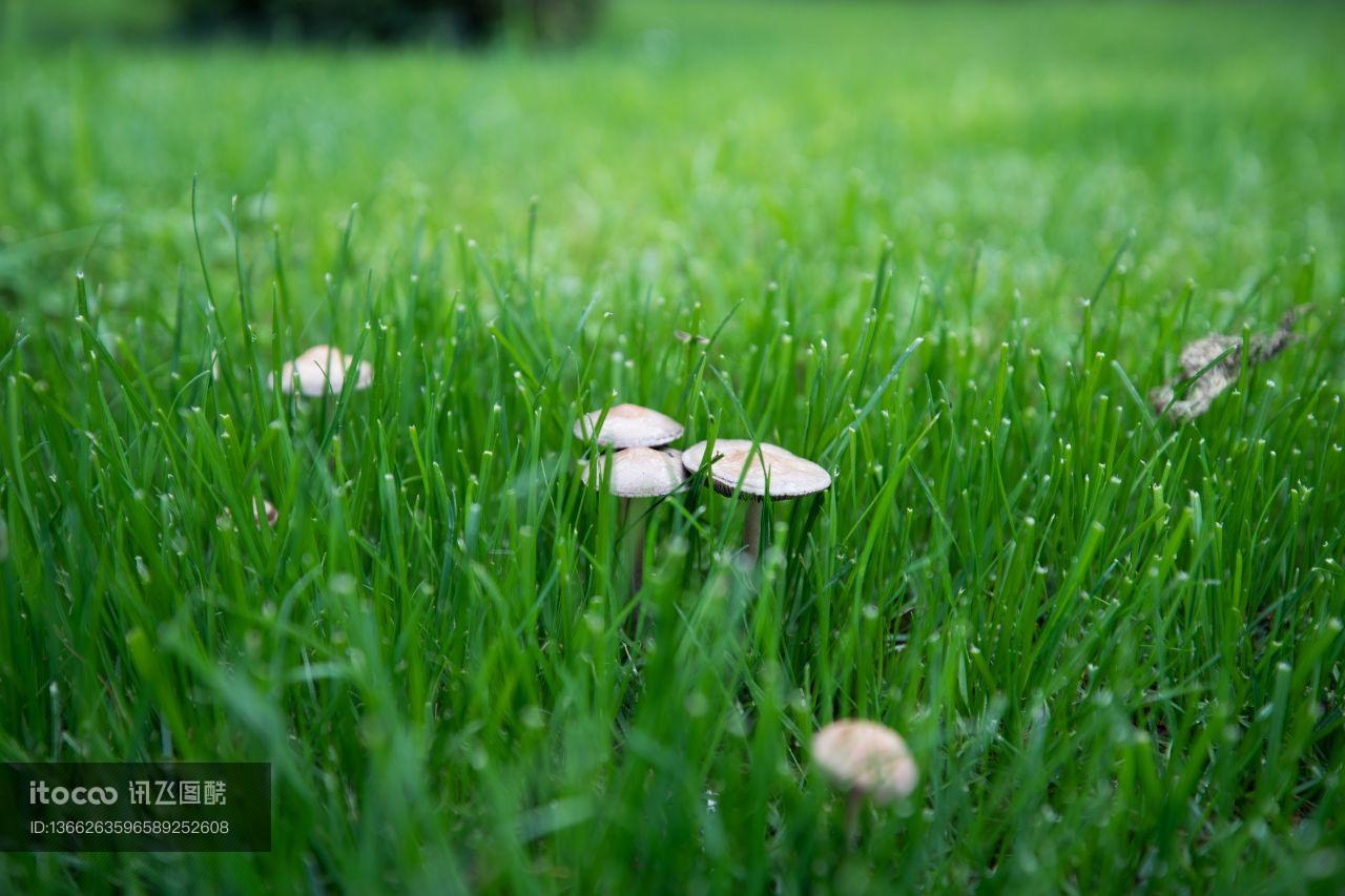 青草,草原,蘑菇
