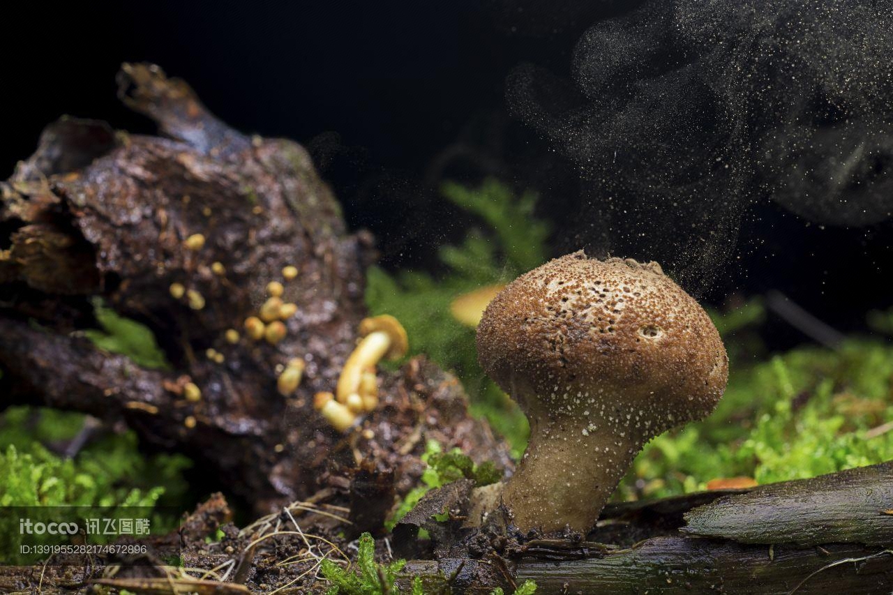 生物,蘑菇（块菌）,特写