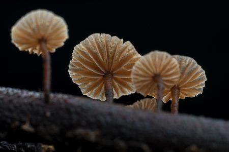 特写,黑色背景,生物,真菌,蘑菇（块菌）