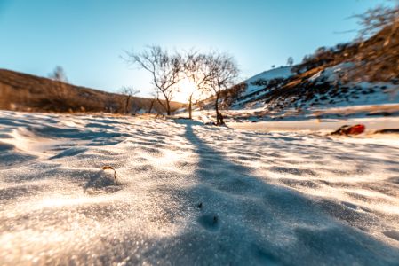 冬天,雪,微距,自然风光,植物,树木