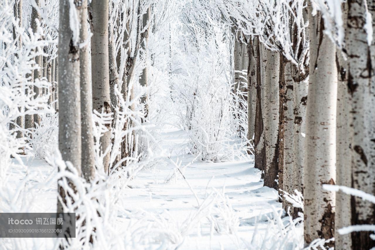 树挂,冰雪,自然风光