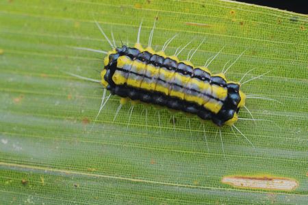 昆虫,虫子,软体类,动物,生物,特写,毛毛虫