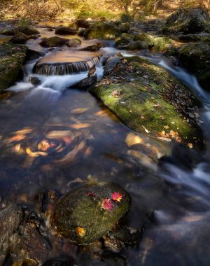 自然风光,江河,植物,岩石,地衣,花