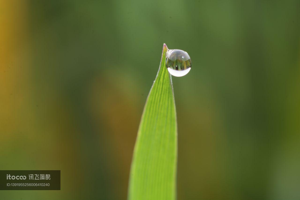 特写,青草,露水 