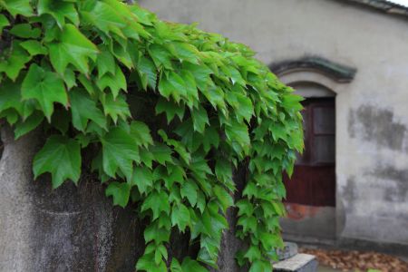 植物,爬山虎,中国,宁波,前童古镇,浙江,城镇,生物,建筑,特写,藤类