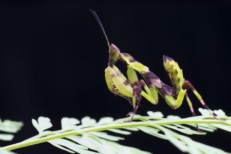 昆虫,节肢动物,虫子,动物,特写,昆虫类