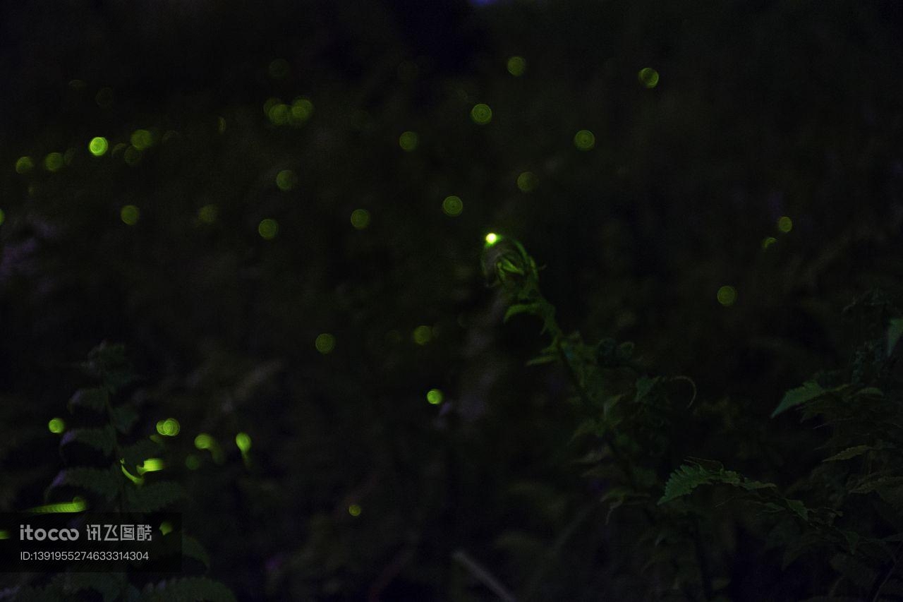 特写,萤火虫,生物