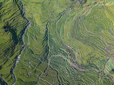 航拍,鸟瞰图,梯田,自然风光,平原,植物