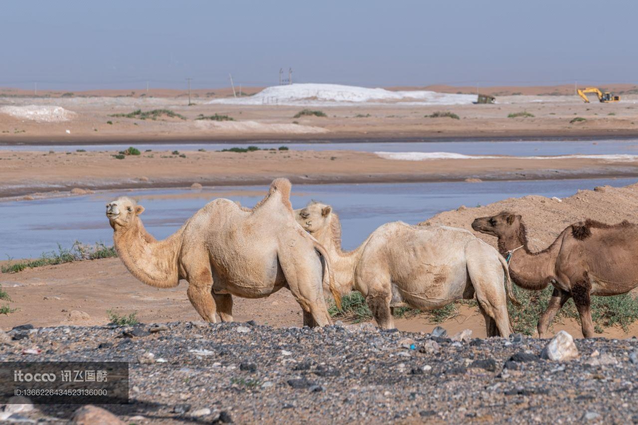 动物,哺乳动物,野骆驼