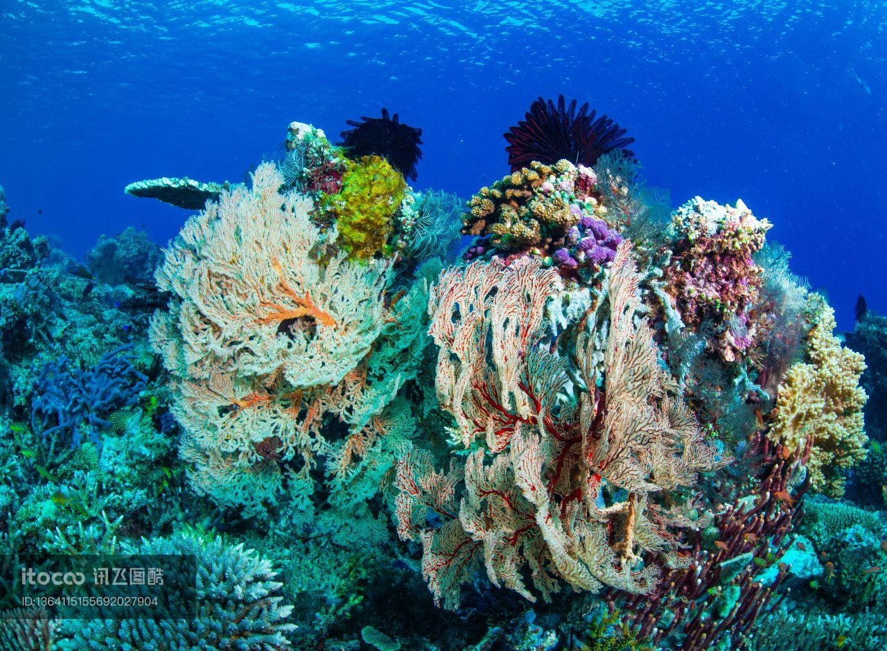 海洋生物,自然风光,生物