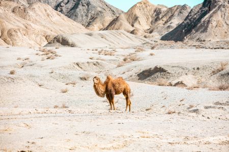 野骆驼,动物,高原
