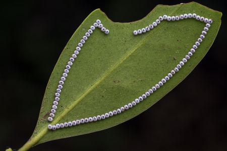 特写,虫卵,生物,植物,树叶,动物,昆虫