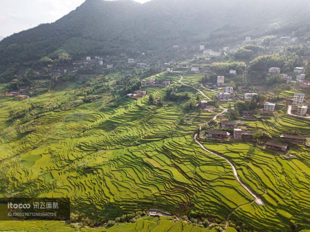 成片种植,龙脊梯田,江岭