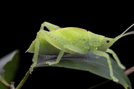 特写,黑色背景,生物,动物,昆虫,植物,树叶