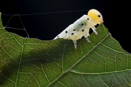 昆虫,昆虫类,毛毛虫,动物,生物,特写,微距