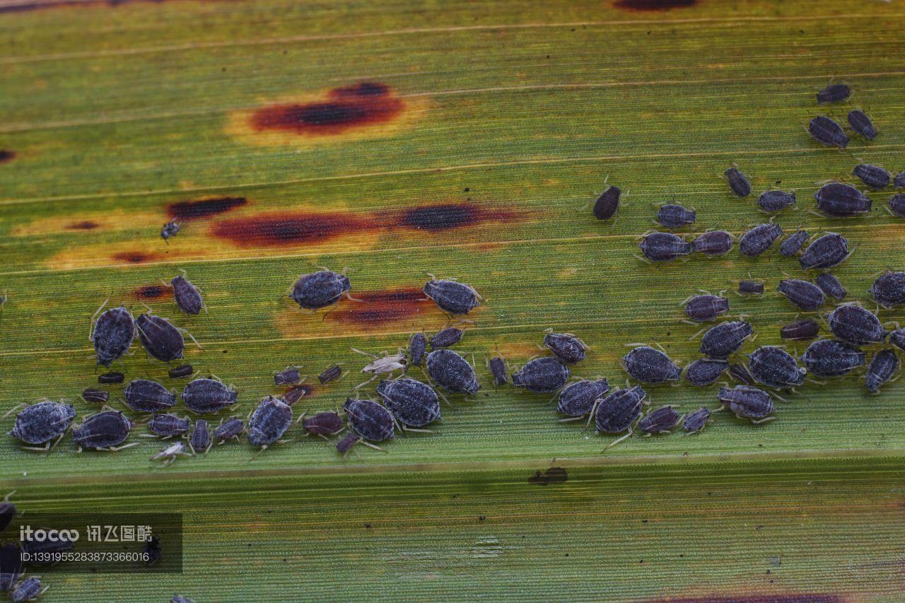 生物,昆虫,虫卵