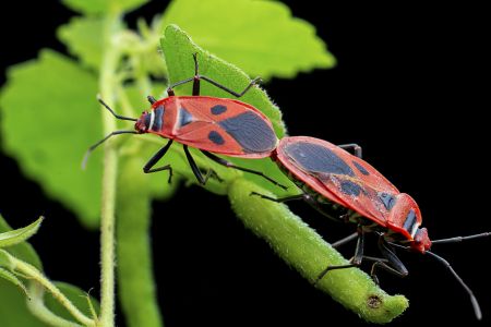 昆虫,昆虫类,节肢动物,动物,生物,特写