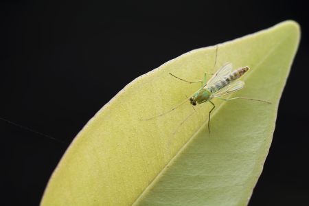 特写,生物,动物,昆虫,植物,树叶