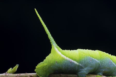 昆虫,幼虫,毛毛虫,动物,生物,特写,昆虫类
