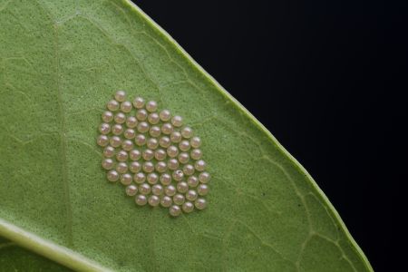 虫卵,生物,特写,动物,植物,树叶,昆虫