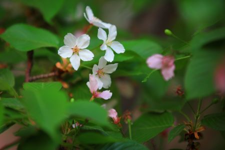 自然风光,植物,花,玉渊潭,中国,北京
