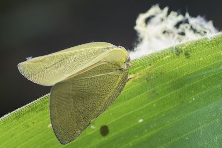 昆虫,节肢动物,动物,特写,微距,生物,自然风光,昆虫类