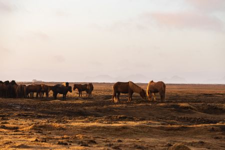 动物,哺乳动物,生物,马,草原,冰岛