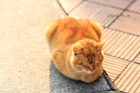 橘猫,自然风光,猫,动物,哺乳动物,生物,特写