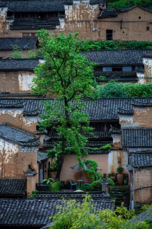 建筑,历史古迹,村镇,俯瞰,航拍,城镇,植物,树木