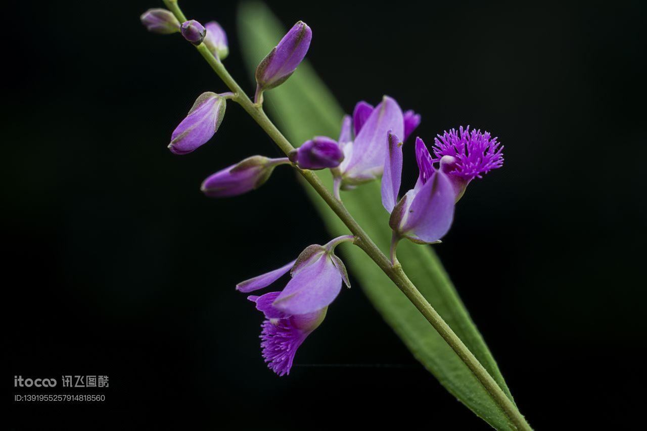 特写,花,紫色