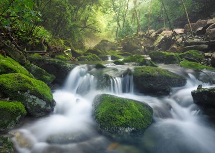 江河,瀑布,自然风光,树木,峡谷,植物,地衣