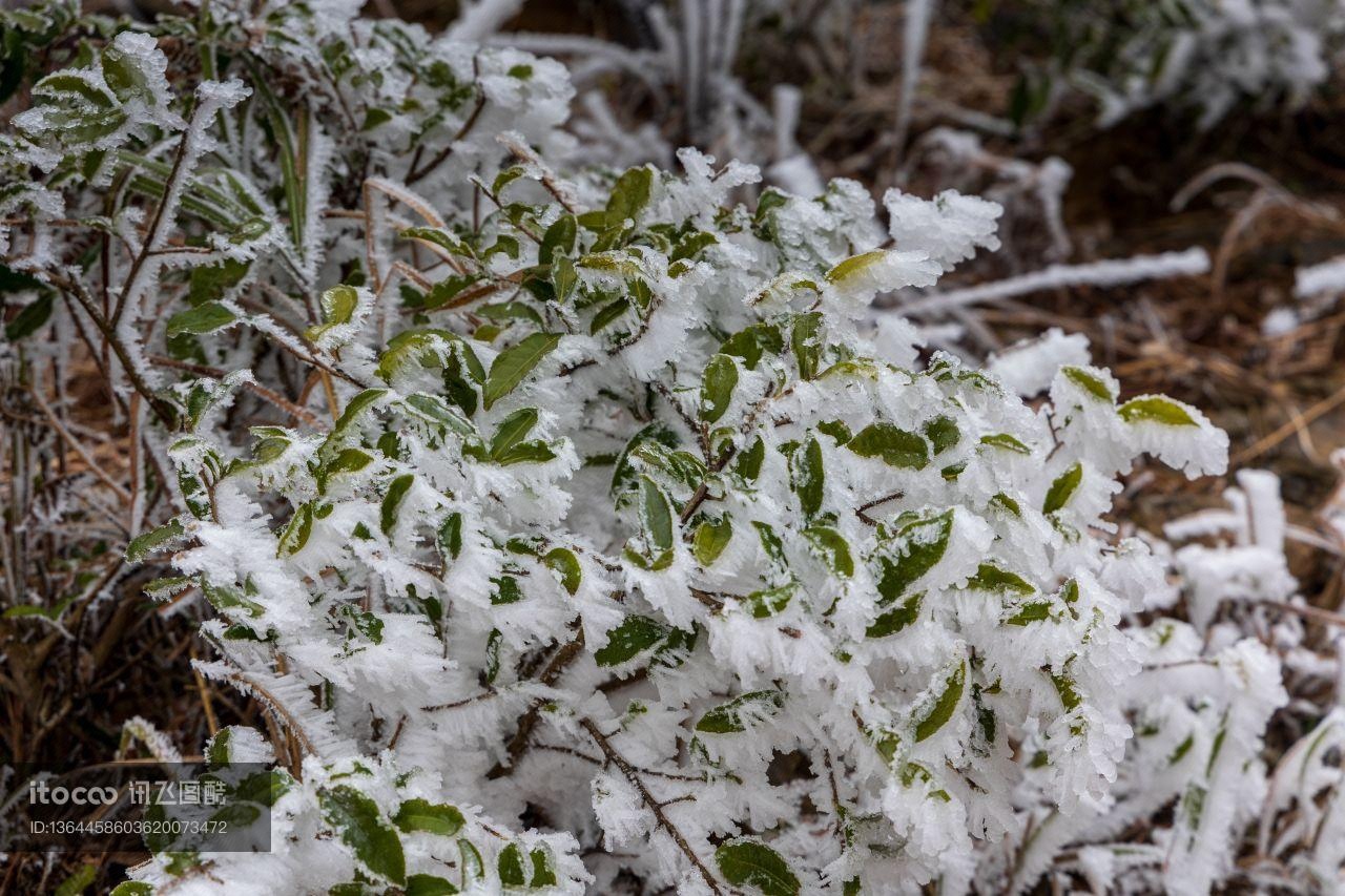 冬天,植物,冰雪