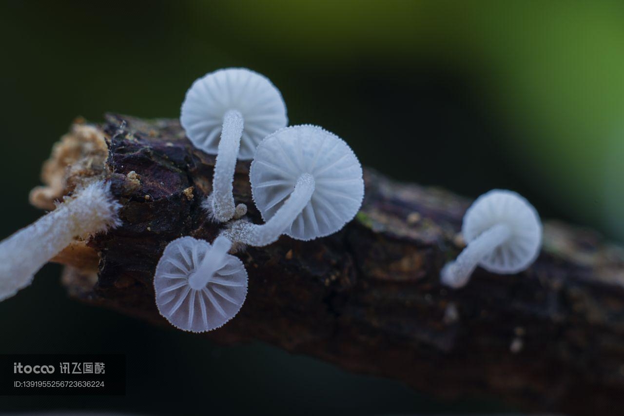 特写,蘑菇（块菌）,树木