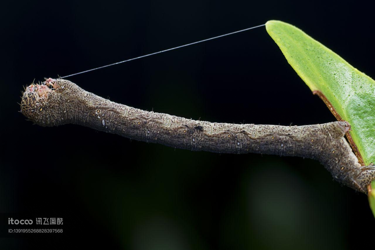 特写,生物,动物