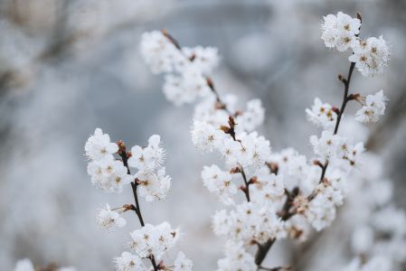 特写,植物,花,生物,寒梅