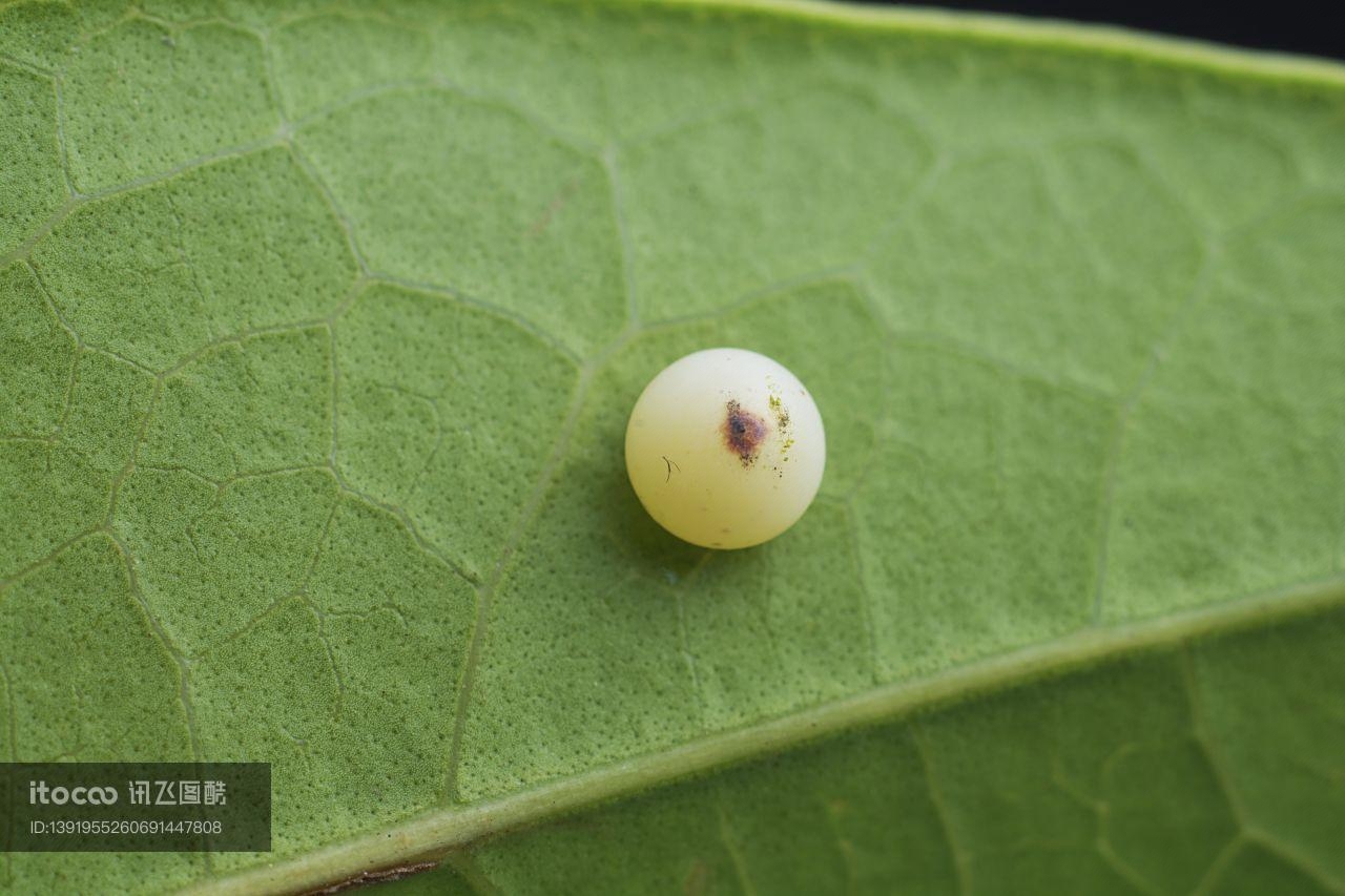 特写,虫卵,生物