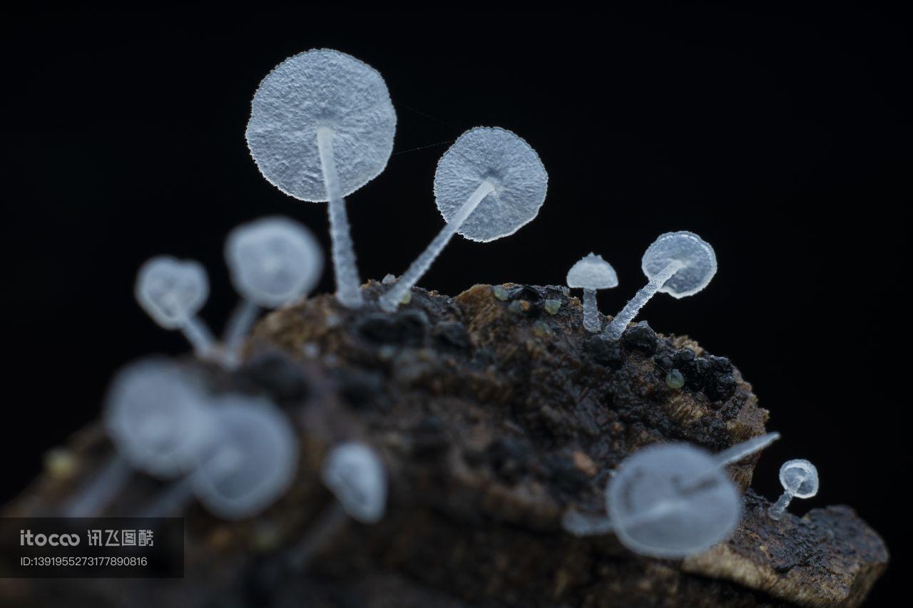 蘑菇,植物,真菌