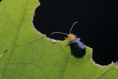 昆虫,节肢动物,虫子,昆虫类,动物,生物,特写