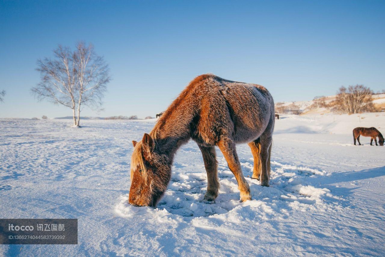 生物,雪,动物