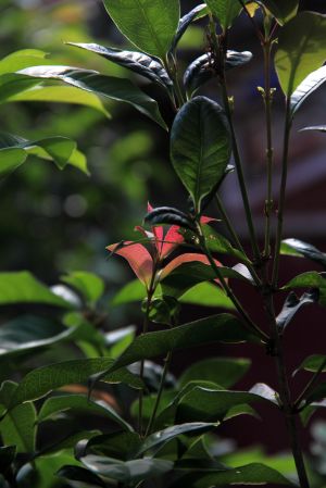 植物,生物,树叶,特写