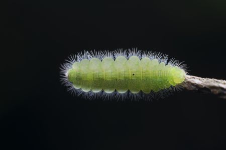 昆虫,毛虫,幼虫,动物,生物,特写,微距