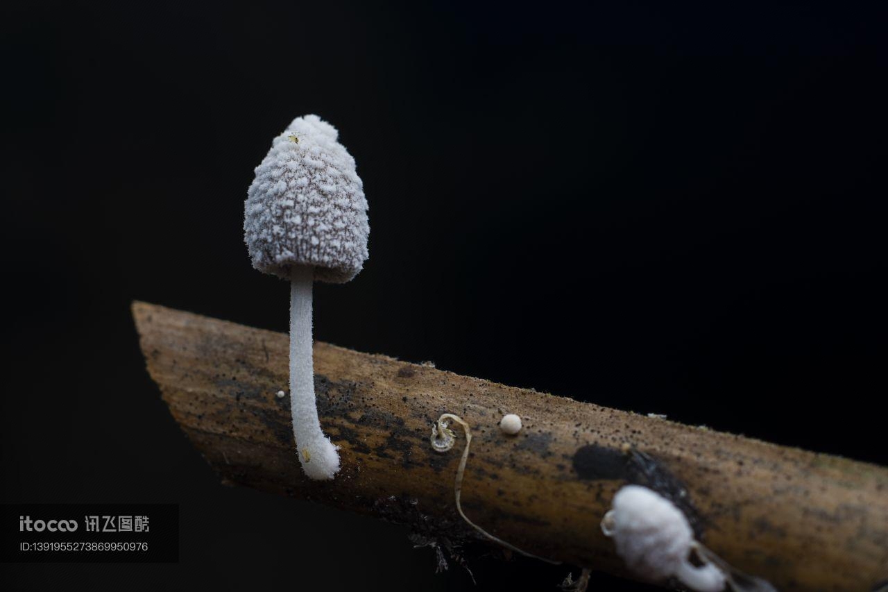 树木,蘑菇（块菌）,自然