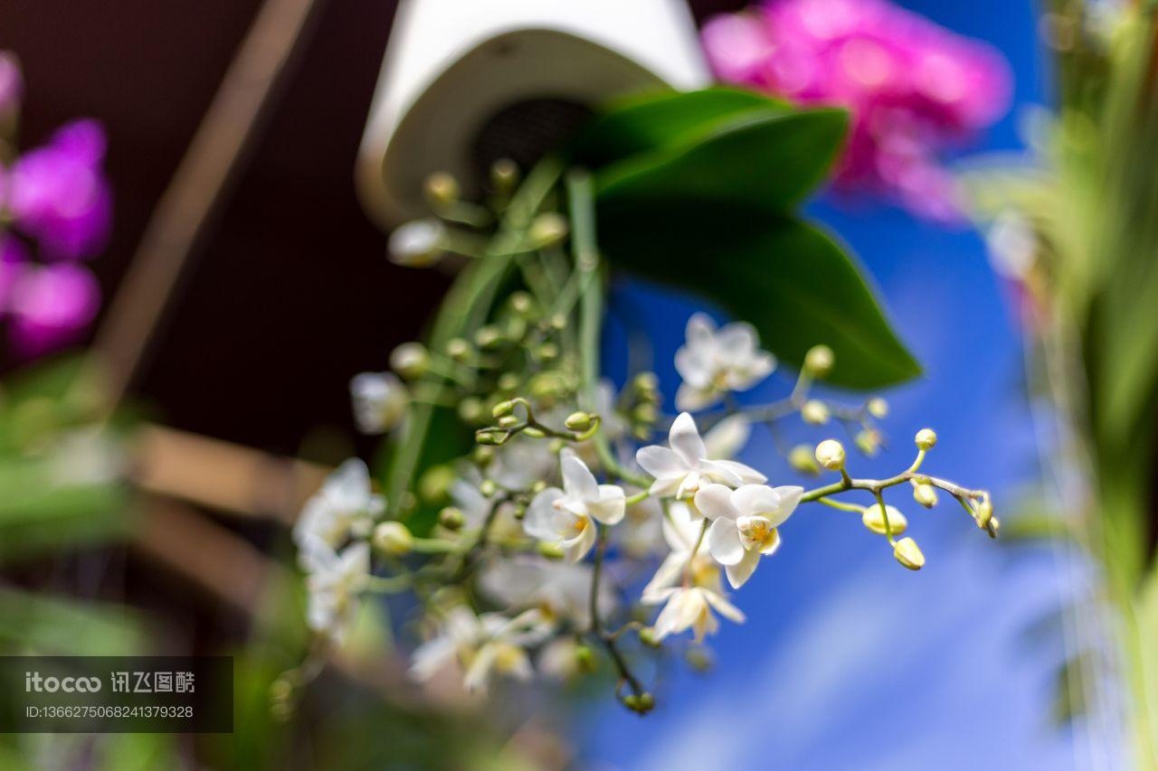 花,特写,生物